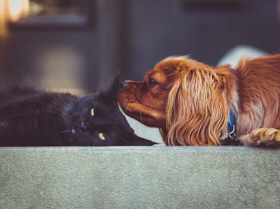 pojištění kočka a pes